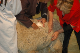 Alpakas beim scheren